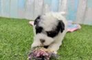 Havapoo Pup Being Cute