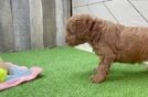 Cavapoo Puppy for Adoption