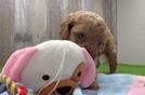 Popular Cavapoo Poodle Mix Pup