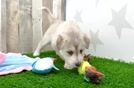 Cute Mini Huskydoodle Poodle Mix Pup