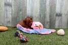 Cavapoo Pup Being Cute