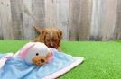 Adorable Cavalier King Charles Spaniel and Poodle Mix Poodle Mix Puppy