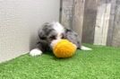 Cute Mini Sheepadoodle Poodle Mix Pup