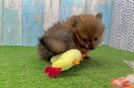 Pomeranian Pup Being Cute