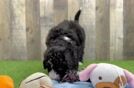 Playful Sheepdoodle Poodle Mix Puppy