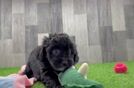 Adorable Mini Australian Shepherd X Poodle Mix Poodle Mix Puppy