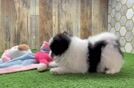 Energetic Loulou Purebred Puppy