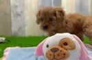 Cavapoo Pup Being Cute