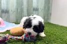 Meet Decker - our Teddy Bear Puppy Video