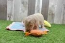 Energetic Multipoo Poodle Mix Puppy
