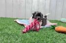 Playful Havanese Purebred Pup