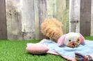 Friendly Maltipoo Baby