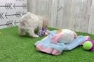Happy Maltipoo Baby