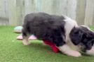 Best Aussiechon Baby