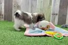 Meet Oberon - our Teddy Bear Puppy Video