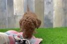 Funny Mini Goldendoodle Poodle Mix Pup