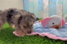 Best Yorkie Poo Baby