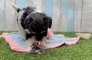 Meet Shay - our Havapoo Puppy Video