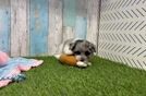 Popular Havapoo Poodle Mix Pup