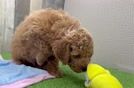 Cavapoo Puppy for Adoption