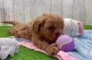 Cavapoo Pup Being Cute