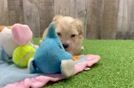 Adorable Moodle Poodle Mix Puppy