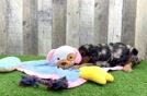 Meet Spartan - our Mini Bernedoodle Puppy Video