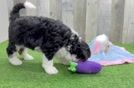 Friendly Mini Bernedoodle Baby