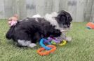 Mini Aussiedoodle Pup Being Cute