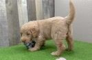 Little Mini Bernesepoo Poodle Mix Puppy