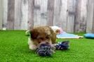 Smart Havapoo Poodle Mix Pup