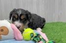 Mini Bernedoodle Pup Being Cute