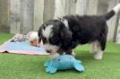 Petite Mini Bernedoodle Poodle Mix Pup