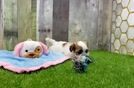 Teddy Bear Puppy for Adoption