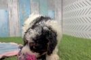 Playful Cavapoodle Poodle Mix Puppy