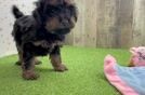Popular Poodle Baby