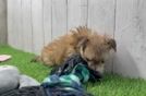 Petite Morkie Designer Pup