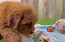 Popular Cavapoo Poodle Mix Pup