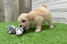 Maltipoo Pup Being Cute