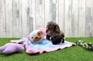 Hypoallergenic Cocker Doodle Poodle Mix Puppy