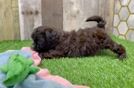 Shih Poo Puppy for Adoption