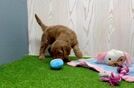 Meet Tayla - our Mini Goldendoodle Puppy Video