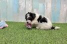 Energetic Havadoodle Poodle Mix Puppy
