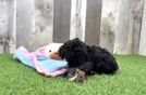 Meet Galaway - our Poodle Puppy Video