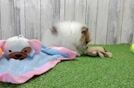 Little Pomeranian Baby