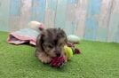 Yorkie Poo Puppy for Adoption