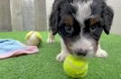 Playful Mini Berniedoodle Poodle Mix Puppy