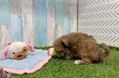 Poochon Puppy for Adoption