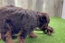 Cute Pudel Purebred Puppy