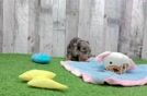 Popular Havapoo Poodle Mix Pup